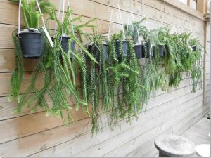 人気に枝垂れるシダ植物「フペルジア」が10品種入荷！ | ザ・ガーデンの園芸スタッフブログ