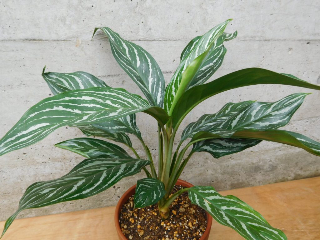 アグラオネマ カーティシー - 植物/観葉植物