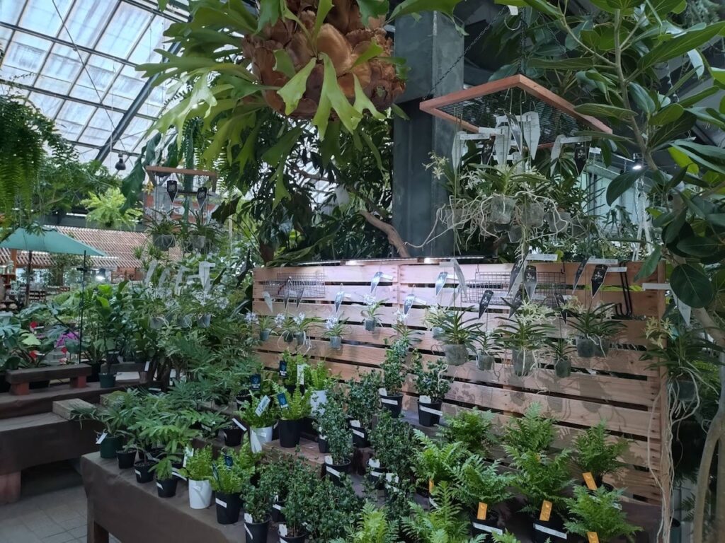 本店】ミニバンダ入荷しました🌿🌿 | ザ・ガーデンの園芸スタッフブログ